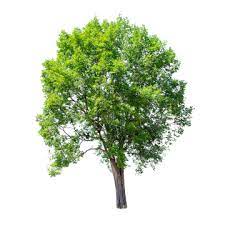 Isolated Tree On White Background Tree Clipart Png Tree Png Tree Png Transparent Clipart Image And Psd File For Free Download White Background Tree Clipart Clipart Images