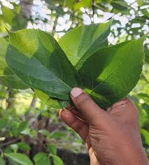 Image result for Ficus exasperata