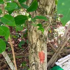 Image result for Memecylon insulare