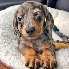 I have a beautiful litter of black and tan dachshund puppies available. Dachshund Puppies For Sale Puppies Dachshund Puppies Dapple Dachshund Dachshund Puppies For Sale
