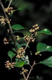 Image result for Embelia ruminata