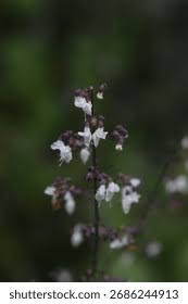 Image result for Isodon ramosissimus