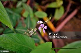 Image result for Desmodium uncinatum