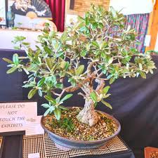 Image result for Brachylaena discolor