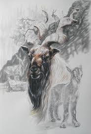 Black And White Goat Wallpaper Markhor Goat By Barbara Keith With Images Markhor Goat Art Goats
