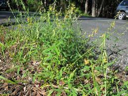 Image result for Crotalaria lanceolata
