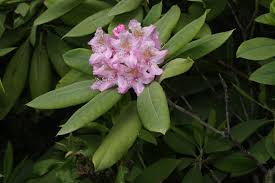 The 'pjm' rhododendron is a compact variety that is also quite easy to grow and does better in full sun that most rhododendrons. Rhododendron Macrophyllum Wikipedia