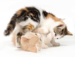 Sometimes a kitten plays too rough. Play Therapy Cats International