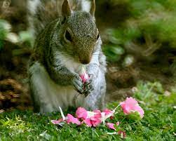 Squirrels are notoriously tricky animals that will outsmart even the most elaborate garden protection setups. How To Keep Squirrels Away From Your Plants Blog Nurserylive Com Gardening In India