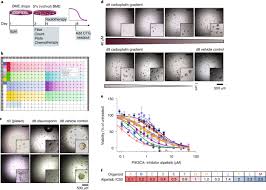 Others put the number at 24 ounces. Establishment Of Patient Derived Cancer Organoids For Drug Screening Applications Nature Protocols