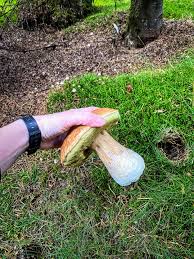 Image result for Boletus projectelloides