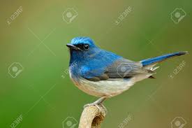 Identify birds in north america for bird watching or as a bird guide. Funny Fat Blue Bird With White Belly And Wagging Tail While Stock Photo Picture And Royalty Free Image Image 148524004