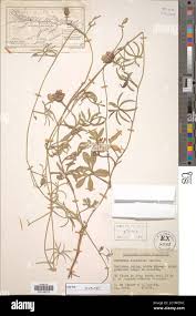 Image result for Merremia verecunda