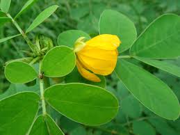 Image result for Senna obtusifolia