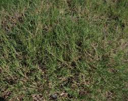 Image result for Cynodon