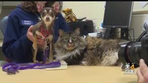 If a bonded pair is chosen the cat of the week duo will have a reduced adoption fee of $100! The Odd Couple Cat And Dog Bonded Pair Up For Adoption Youtube