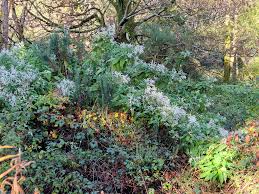 Image result for Polystachya leonardiana