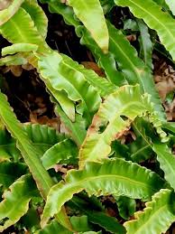 Image result for Asplenium staudtii