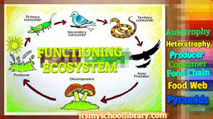 Check spelling or type a new query. Functioning Ecosystem Food Chain Food Web Ecological Pyramids Biology Lesson Note Myschoollibrary