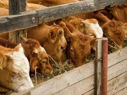 Walmart Canada Makes Largest Retail Commitment To Purchase Beef Sourced From Certified Sustainable Farms And Ranches In Canada Perishable News