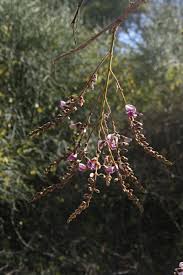 Image result for Philenoptera bussei