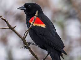 The bill is a dead giveaway. Galveston Com Bird Species Galveston Tx