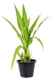 Image result for Crinum asiaticum