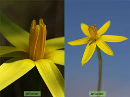 Image result for Hypoxidaceae