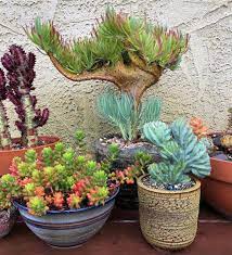 This Whimsical Plant Is Called A Crested Senecio Vitalis And It Gets That Mermaid Look Due To Fasciation A Process That Causes A Plants Garden Plants Lovely