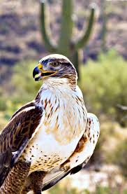 Birds Of Prey Cape Cod Hawk Saguaro By John Guzowski 500px Desert Animals Draw On Photos Desert Painting