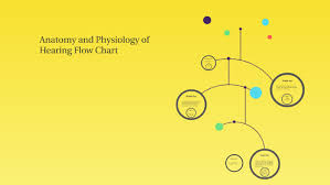 Anatomy And Physiology Of Hearing Flow Chart By Maya