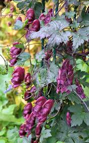 Pin On Gardening