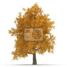 Der kurze rock sieht schick aus! Gelbe Pappel Baum Isoliert Auf Weiss 3d Abbildung Fototapete Fototapeten Pappel Botanischen Grosse Myloview De