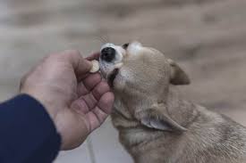 Certain supplements for dogs exist that may help with either preventing acute pancreatitis in dogs, or assisting in controlling the effects of chronic antioxidants such as vitamin e and vitamin a have also shown positive signs in dogs with pancreatitis, but further research is required 30, 58, 65. Pancreatitis In Dogs