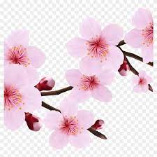 If it is valuable to you. Transparent Cherry Blossom Png Png Download 1024x1024 2404859 Pngfind