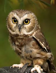 Bird With Big Eyes Stunning Owl Eyes Owl Wallpaper Saw Whet Owl