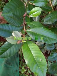 Image result for Trichocladus ellipticus