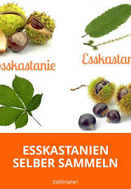 Esskastanien Selber Sammeln Esskastanien Kastanien Essen