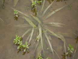 Image result for Blyxa aubertii