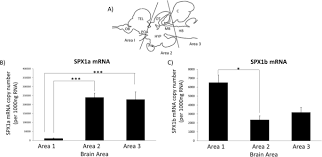 contact us call now get directions. Chronic Social Defeat Stress Up Regulates Spexin In The Brain Of Nile Tilapia Oreochromis Niloticus Scientific Reports