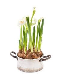 We did not find results for: Forcing Flower Bulbs Triangle Gardener Magazine