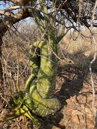 Image result for Adenia fruticosa