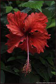 Red Hibiscus Flower Costa Rica Hibiscus Flowers Hibiscus Love Flowers