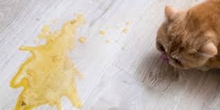 Auch wenn meist harmlose gründe ursächlich sind, solltest du 1 symptome bei blut im katzenkot. Katze Hat Blut Im Stuhl Warum Und Was Tun