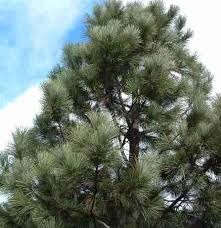 So often we try to help the plants. The Fragrant Garden A Word On The Fragrance Of California Native Plants