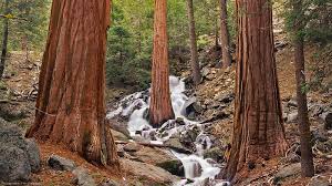 Maybe you would like to learn more about one of these? Hd Redwood Forest Wallpapers Peakpx