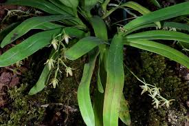 Image result for Cribbia