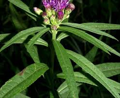 Image result for Vernonia undulata