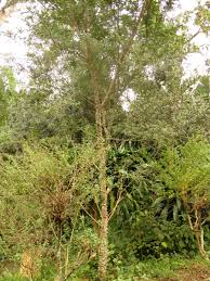 Image result for Zanthoxylum capense