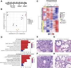 A wide variety of picture hamster options are available to you, such as plastic, wood, and nylon. Top1 Inhibition Therapy Protects Against Sars Cov 2 Induced Lethal Inflammation Sciencedirect